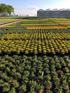 rows of yellow and orange flowers in the middle of an open air greenhouse with lots of trees