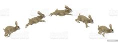 four rabbits are running in the same direction stock photo, royalty - art illustration and digital painting