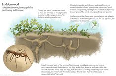 an image of a diagram showing how the plants are growing in the soil and what they look like