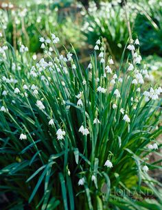 some white flowers are growing in the grass