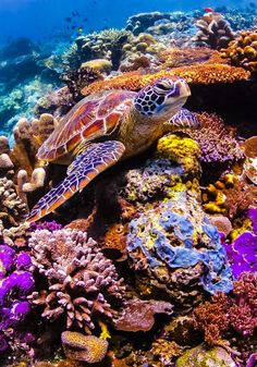 a turtle swimming over a colorful coral reef