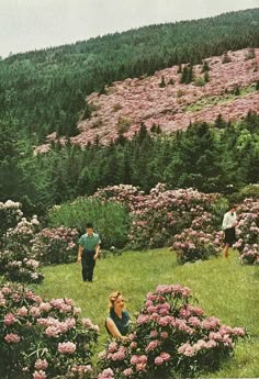 people are walking through the wildflowers in the mountainside with pink flowers on them