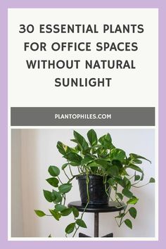 a potted plant with the words 30 essential plants for office spaces without natural sunlight