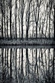 black and white photograph of trees reflecting in water with no leaves on the tree tops