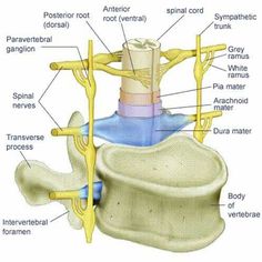 an image of the anatomy of the human neck and thorsall part, labeled in yellow