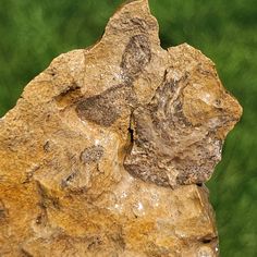 a bird is perched on top of a rock