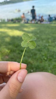 a person holding a four leaf clover in their hand