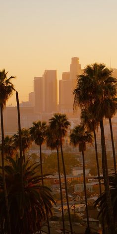 palm trees in the foreground with a city skyline in the background