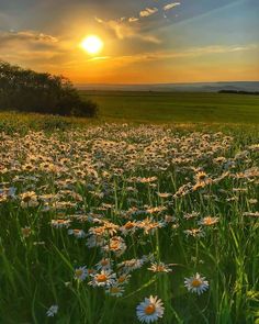 the sun is setting over a field full of daisies