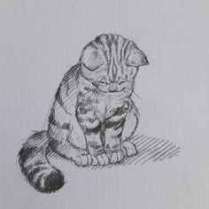 a pencil drawing of a cat sitting on the ground looking at something in its mouth