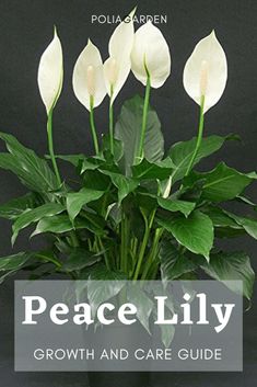 peace lily growth and care guide for potted plants with text overlay that reads peace lily growing and care guide