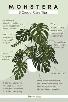 Do you want to know how to propagate Monstera delicious cuttings easilyHere you will find 2 different methods to achieve itPropagating monstera in water and propagating cuttings in sphagnum mossBoth methods were greatYou will also be able to learn how to get new babies out and get them started strong with spreading water. Propagate Monstera In Water, How To Plant Monstera, Propagating A Monstera, How To Revive A Monstera Plant, Monstra Plant Care, How To Grow Monstera Plant, Monstera Care Tips, Propagating Monstera Deliciosa, How To Take Care Of Monstera Plant