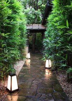 an outdoor walkway with lanterns and bamboo trees