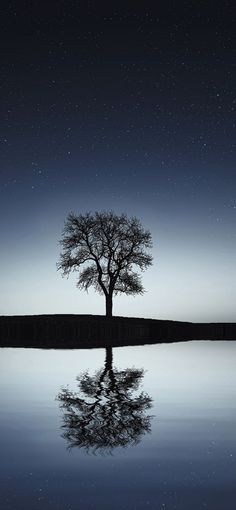 a lone tree stands in the middle of a lake at night with stars above it