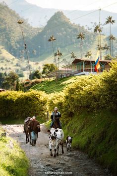 three people walking down a dirt road with two cows and one dog on the other side