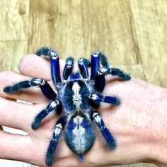 a person's hand is holding a blue and white taradabe spider on it's palm