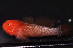 a close up of a red fish on a black surface