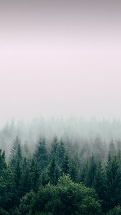 the trees are very tall and green in the foggy forest area with no leaves on them