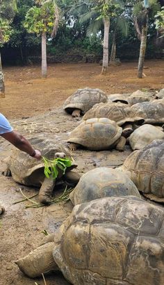 a man standing next to several large tortoises on top of a dirt field