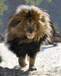 a large lion walking across a dirt road