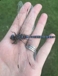 a small dragonfly sitting on top of a persons hand