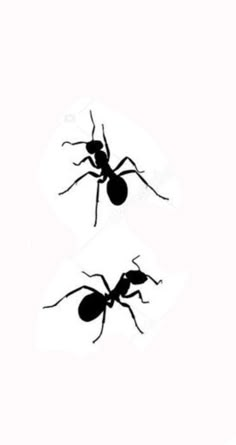 two black ants are standing next to each other