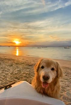 a dog is sitting on the beach at sunset