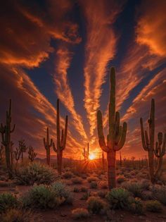 the sun is setting behind some cactus trees in the middle of the desert with many cacti