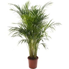 a potted plant with green leaves on a white background