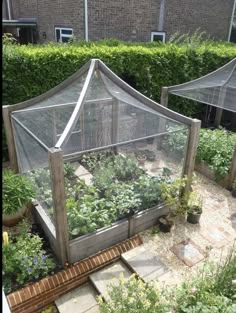 an outdoor garden area with various plants in it