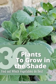 some plants that are growing in the ground with text overlay reading 30 plants to grow in the shade find out which vegetables do best