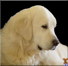 a large white dog laying down with its eyes closed