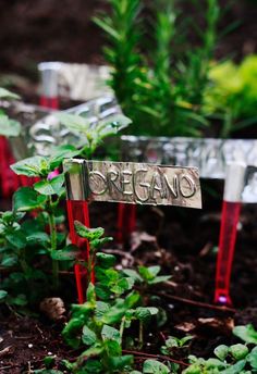 there is a sign that says oregano on it in front of some green plants