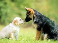 two dogs are sitting in the grass and one is sniffing at another dog's ear