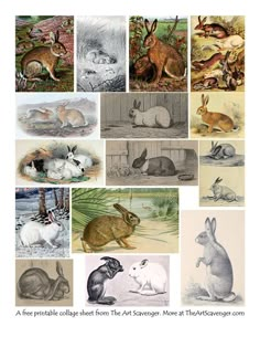 an image of some animals that are in different colors and sizes, with the caption's description below