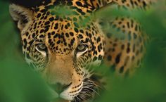 a close up of a leopard's face through the leaves of a tree branch