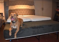 a brown dog laying on top of a bed