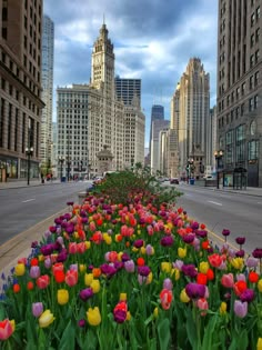 colorful tulips are growing in the middle of a street lined with tall buildings