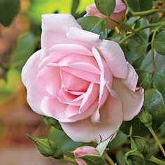 a pink rose is blooming in the garden