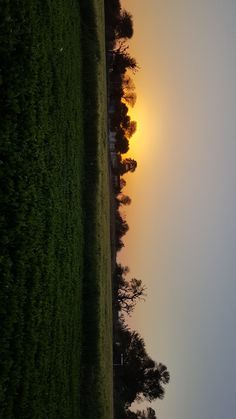 the sun is setting behind some trees on a foggy day in an open field