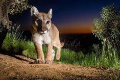 a cougat is walking on the side of a dirt road at night time