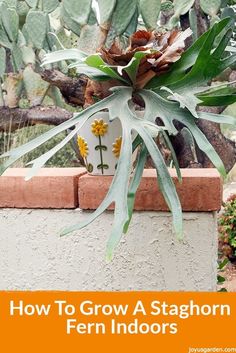 a potted plant sitting on top of a brick wall with the words how to grow a staghorn fern indoors