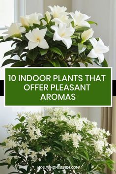 white flowers in a vase with the words 10 indoor plants that offer pleasant aromas