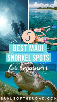 the top 5 best snorkel spots for beginner's to learn scuba