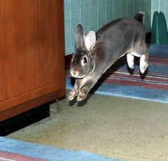 a rabbit is jumping up into the air to catch something in its mouth while standing next to a cabinet