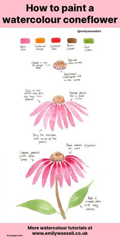 how to paint a watercolour coneflower