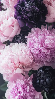 pink and purple peonies are arranged together