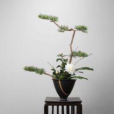 a potted plant sitting on top of a wooden table next to a white wall