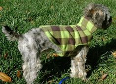 a dog wearing a sweater standing in the grass