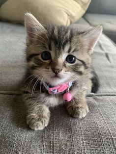 a small kitten sitting on top of a couch with a pink collar around it's neck